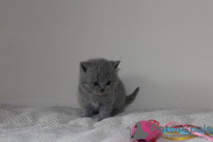 Photo №3. BSH kittens . Very fluffy , taking deposits. Germany