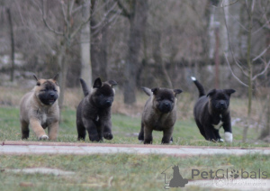 Photo №3. Akita Puppies. Germany