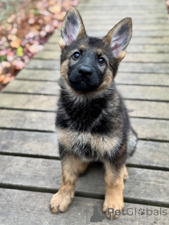 Photo №1. german shepherd - for sale in the city of Bremen | negotiated | Announcement № 163586