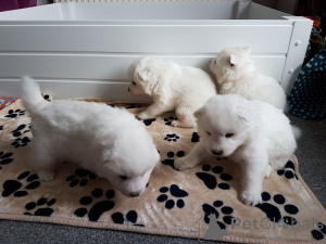 Photo №4. I will sell samoyed dog in the city of Hadsten. private announcement, breeder - price - 723$