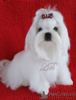 Photo №2 to announcement № 50186 for the sale of maltese dog - buy in Ukraine from nursery
