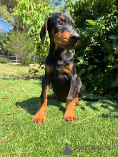 Photo №1. dobermann - for sale in the city of Stockholm | negotiated | Announcement № 160838