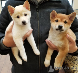 Photo №1. shiba inu - for sale in the city of Helsinki | negotiated | Announcement № 108683