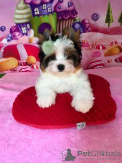 Photo №2 to announcement № 11018 for the sale of beaver yorkshire terrier - buy in Ukraine from nursery, breeder