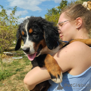 Photo №3. Bernese mountain dog puppies. Serbia