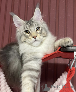 Photo №2 to announcement № 161671 for the sale of maine coon - buy in United States breeder