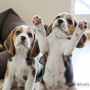 Photo №3. Beagle-Welpen zu verkaufen. Austria