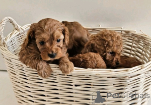 Photo №1. labradoodle - for sale in the city of Флорида Сити | 1000$ | Announcement № 138967