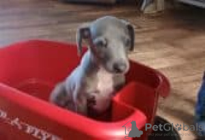 Photo №2 to announcement № 126943 for the sale of italian greyhound - buy in Germany private announcement