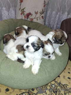 Photo №1. lhasa apso, maltese dog, maltipu, pomeranian, poodle (dwarf), finnish spitz, shih tzu - for sale in the city of Riga | 723$ | Announcement № 167392