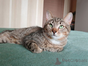Photo №2 to announcement № 168039 for the sale of  - buy in Russian Federation private announcement