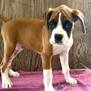 Photo №1. boxer - for sale in the city of Augustdorf | 329$ | Announcement № 151419