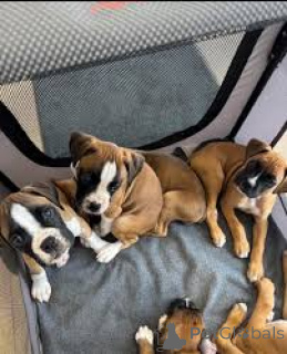 Photo №1. boxer - for sale in the city of Brussels | 877$ | Announcement № 166583
