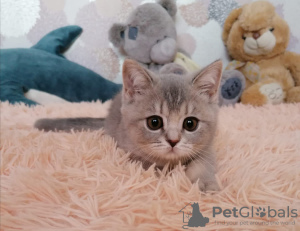 Photo №1. british shorthair - for sale in the city of Lyubertsy | 345$ | Announcement № 21801