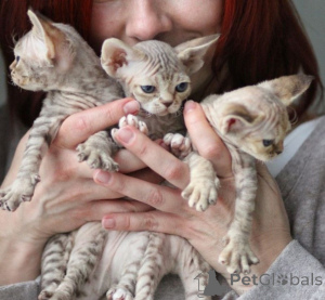 Photo №1. devon rex - for sale in the city of Gdańsk | negotiated | Announcement № 171380