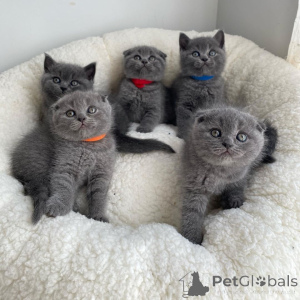 Photo №2 to announcement № 168557 for the sale of scottish fold - buy in Luxembourg private announcement