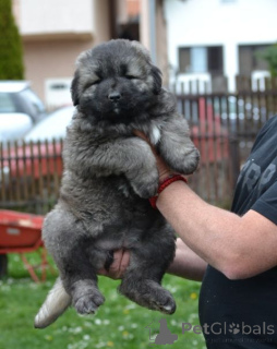 Photo №3. Caucasian German Shepherd puppies. Serbia
