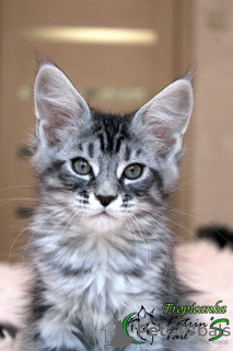 Photo №1. maine coon - for sale in the city of St. Petersburg | 533$ | Announcement № 9064