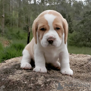 Photo №3. beagle puppies. Germany