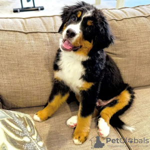Photo №1. bernese mountain dog - for sale in the city of Kiev | 370$ | Announcement № 81305