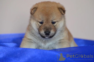 Photo №4. I will sell shiba inu in the city of Tyumen. private announcement, from nursery, breeder - price - negotiated