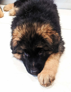 Additional photos: German shepherd puppy. nursery. documents