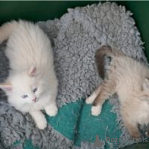 Photo №1. siberian cat - for sale in the city of Berlin | 317$ | Announcement № 70419