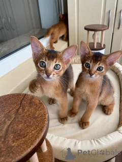 Photo №2 to announcement № 144414 for the sale of abyssinian cat - buy in Russian Federation from nursery