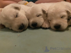 Photo №1. berger blanc suisse - for sale in the city of Aachen | 528$ | Announcement № 80845
