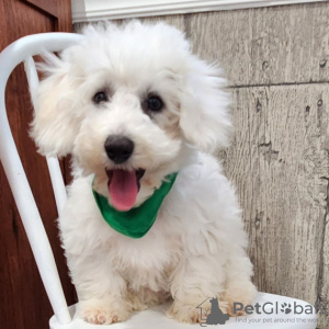 Photo №1. bichon frise - for sale in the city of Bogotá | 150$ | Announcement № 45700