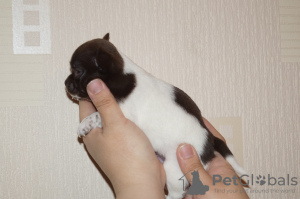 Photo №1. chihuahua - for sale in the city of St. Petersburg | 811$ | Announcement № 8612