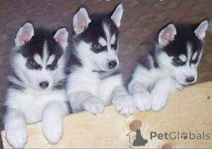 Photo №1. siberian husky - for sale in the city of Charleroi | 400$ | Announcement № 171081