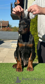 Additional photos: Doberman puppies for sale