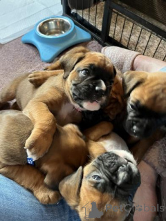 Photo №1. boxer - for sale in the city of Rozaje | 392$ | Announcement № 158928