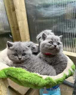 Photo №1. british shorthair - for sale in the city of Bernburg | 361$ | Announcement № 170872