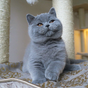 Photo №1. british shorthair - for sale in the city of Munich | 106$ | Announcement № 100450