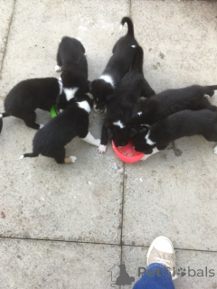 Photo №2 to announcement № 172829 for the sale of border collie - buy in Czech Republic private announcement, breeder