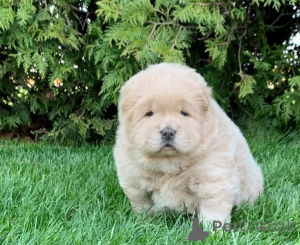 Photo №1. chow chow - for sale in the city of Munich | 361$ | Announcement № 160408