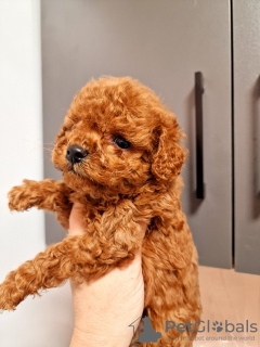 Photo №1. poodle (toy) - for sale in the city of Ужгород | 565$ | Announcement № 128828