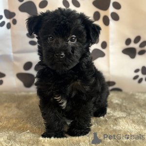 Photo №4. I will sell yorkshire terrier in the city of New York. private announcement - price - 500$