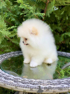 Photo №3. Adorable Pomeranian puppies. Germany