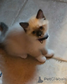 Photo №3. Ragdoll kitten. Russian Federation