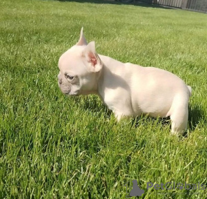 Photo №3. French Bulldog puppies. Serbia