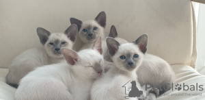 Photo №2 to announcement № 69145 for the sale of siamese cat - buy in Finland 