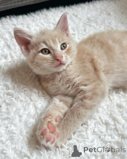 Photo №2 to announcement № 150627 for the sale of domestic cat - buy in Germany from the shelter, breeder