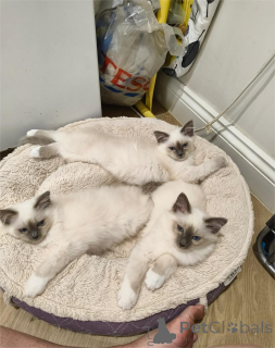 Photo №1. birman - for sale in the city of Aizlingen | 329$ | Announcement № 152931