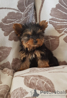 Photo №2 to announcement № 11141 for the sale of yorkshire terrier - buy in Slovakia private announcement