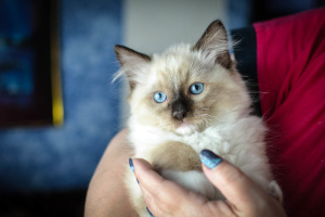 Photo №1. ragdoll - for sale in the city of Irkutsk | 656$ | Announcement № 2153