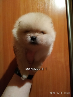 Photo №2 to announcement № 6583 for the sale of pomeranian - buy in Belarus breeder