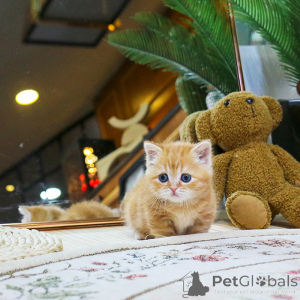 Photo №3. lovely Munchkin kittens. Czech Republic